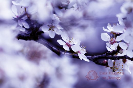 Фотообои 2 Природа, арт. 31324 фото №1 Фотообои 2 Природа, арт. 31324 фото №1