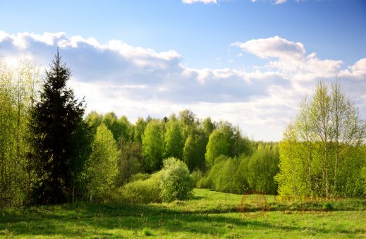 Фотообои 2 Природа, арт. 31359 фото №1 Фотообои 2 Природа, арт. 31359 фото №1