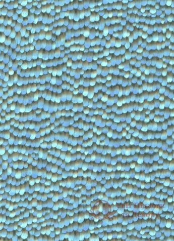 Шпалери Erismann, кол. Paradisio 2 арт. 10129-08 фото №1