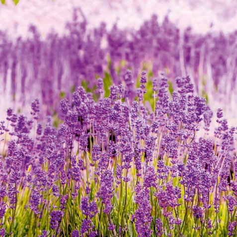 Панно Grandeco, кол. One Roll One Motif арт. A35901 фото №1