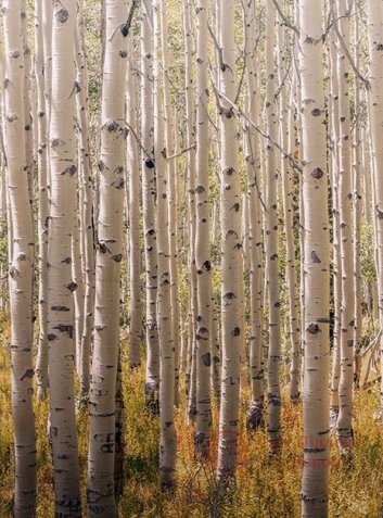 Панно Grandeco, кол. One Roll One Motif арт. A42601 фото №1