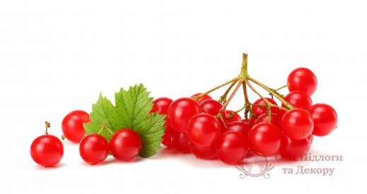 Фотообои 2 Еда и напитки, арт. 21529 фото №1 Фотообои 2 Еда и напитки, арт. 21529 фото №1