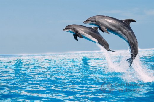 Фотообои 2 Животные, арт. 23712 фото №1 Фотообои 2 Животные, арт. 23712 фото №1