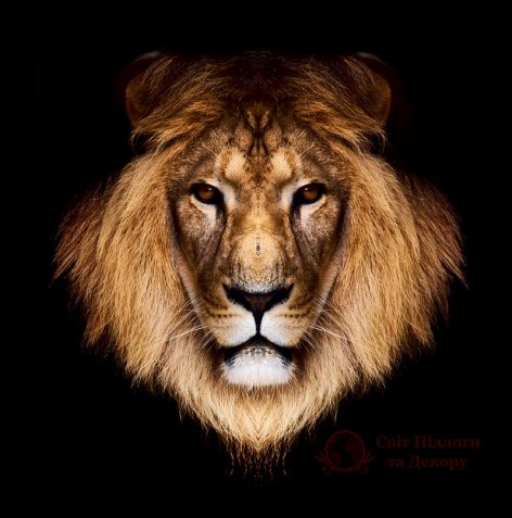 Фотообои 2 Животные, арт. 5624 фото №1 Фотообои 2 Животные, арт. 5624 фото №1