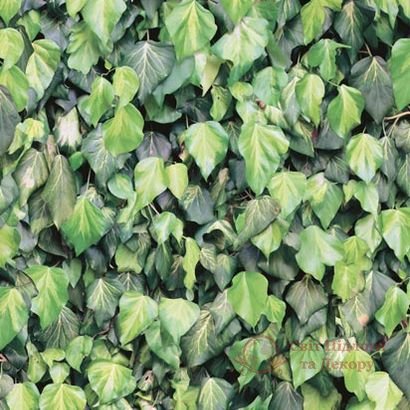 Обои Ugepa, колл. Faux Semblant арт. J43404 фото №1 Обои Ugepa, колл. Faux Semblant арт. J43404 фото №1